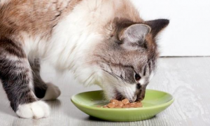 为什么猫咪吃饭不吐