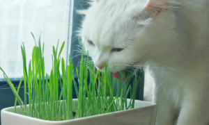 猫咪为什么要喝猫草呢