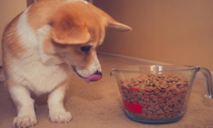 三个月的狗怎么喂狗粮
