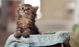 为什么猫咪喜欢舔麻袋子呢