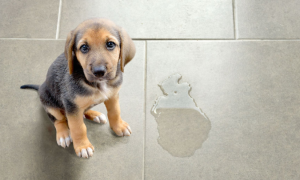 为什么狗狗不能尿水
