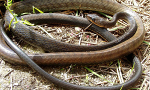 乌梢蛇是国家几级保护