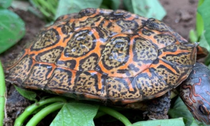 洪都拉斯木纹龟可以深水吗