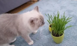 三个月小猫可以吃猫草吗