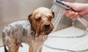 狗狗生病了能洗澡吗