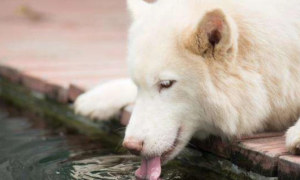 狗狗总是清嗓子喝水怎么回事