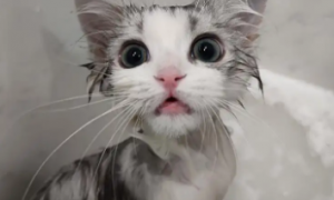 猫咪为什么不能洗澡