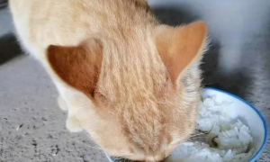 宠物猫能吃米饭吗为什么不能吃