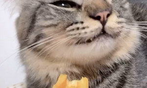 猫咪吃了菠萝蜜会怎么样