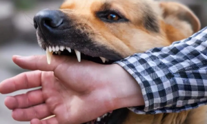 为什么狗狗会追你咬人