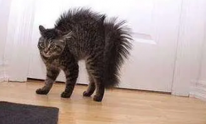 猫咪尾巴为什么总是炸毛怎么回事
