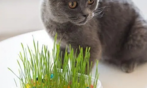 怎么种猫草水培