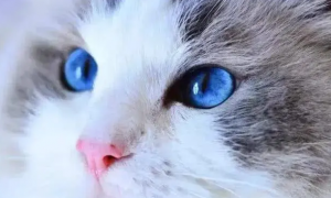 猫咪眼睛发蓝是怎么回事