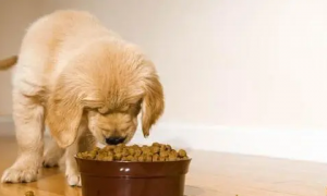 六个月的狗狗可以吃干狗粮吗