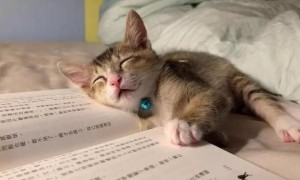 猫咪为什么打扰主人看书呢