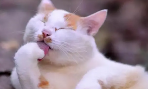 猫咪舔身上是为什么呢