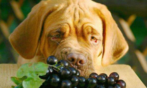狗狗吃葡萄后多久可以确认没事