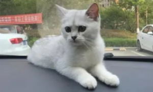 猫咪喜欢坐车出去玩吗