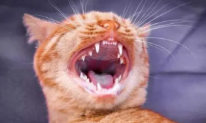 为什么猫咪的牙齿断了不长新牙