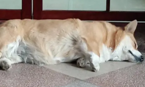 为什么狗狗总是侧躺着睡觉