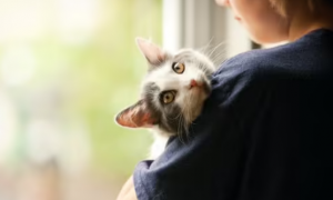 为什么猫咪都喜欢自己抱着它呢