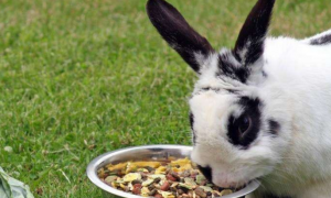 兔子吃什么兔粮