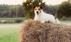 为什么狗狗喜欢闻草堆