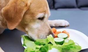 狗狗吃什么食物容易中毒