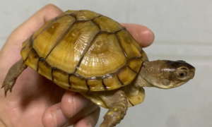 三趾箱龟几年可以繁殖