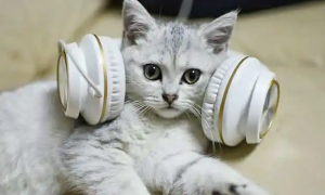 为什么猫咪会带上耳机