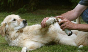 狗狗外伤可以用碘伏消毒吗