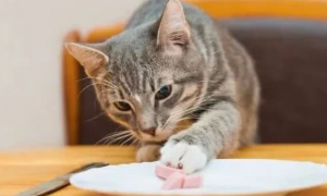 为什么猫咪恋食厌食呢