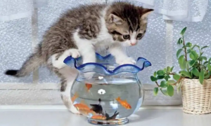 猫抓鱼缸里的鱼