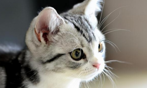 为什么猫咪对称剪耳朵
