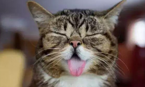 猫咪为什么要伸舌头