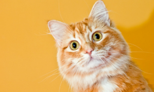 有橙色眼睛的猫咪是为什么