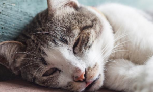 猫咪为什么老失眠呢