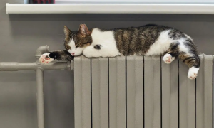 猫咪为什么躺暖气片上