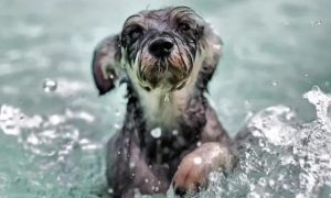 为什么狗狗喜欢被水冲走