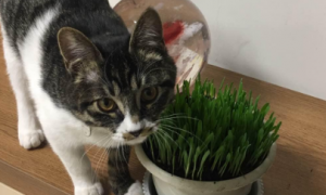 猫草会一直长吗
