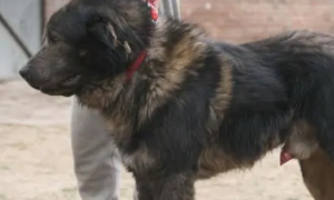 高加索犬有几种版型