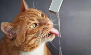 为什么猫咪不用吸管喝水
