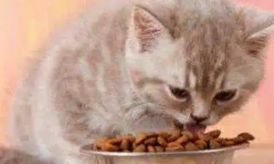 穷人养猫法给猫吃什么