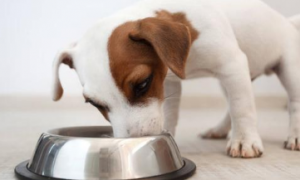 为什么狗狗前期吃饭慢