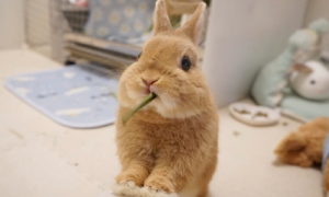 成兔吃什么草好
