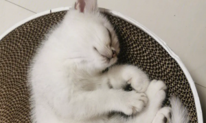 为什么猫咪喜欢挑着脖子睡觉