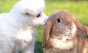 兔子和狗哪个好养