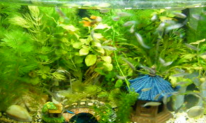 水草鱼缸长绿苔怎么处理
