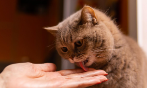 为什么猫咪老舔自己手指呢
