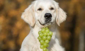 为什么狗狗不能吃葡萄呢